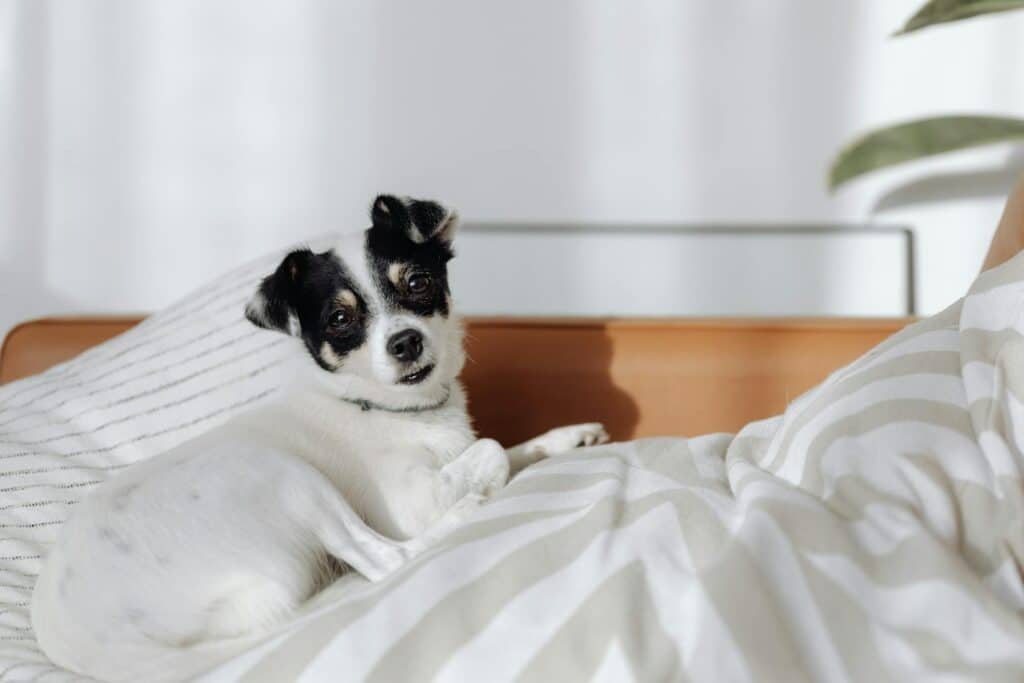 heatwave pet safety HVAC tips